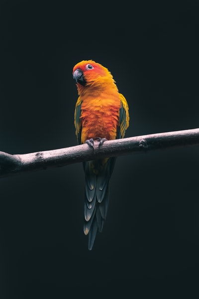 橙色鹦鹉